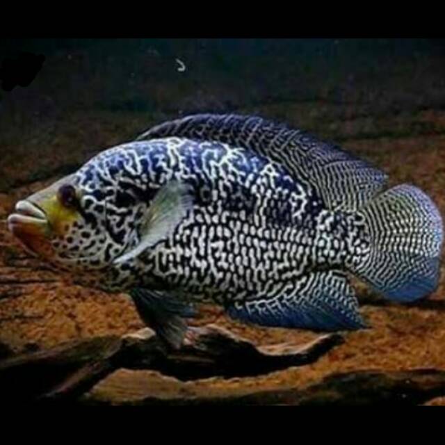 Jaguar Cichlid Parachromis Managuensis America Lake Managua in Nicaragua  Ikan Hias Tawar | Shopee Indonesia
