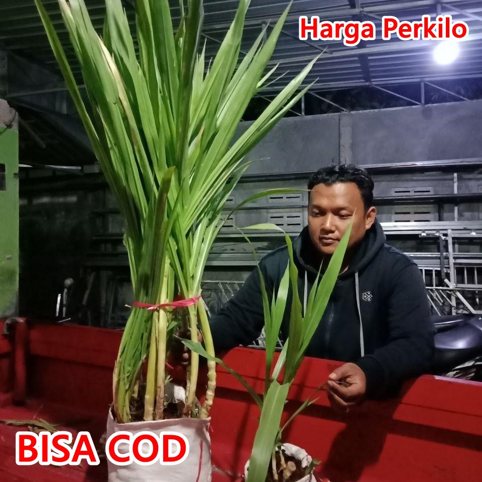 Bibit Rumput ODOT KOLONJONO RUMPUT GAJAH 1 KG Rumput pakan sapi kerbau  kambing ternak peternakan | Shopee Indonesia