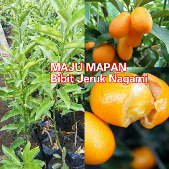 BIBIT JERUK NAGAMI ASLI CEPAT BERBUAH HASIL OKULASI MATA TUNAS Shopee