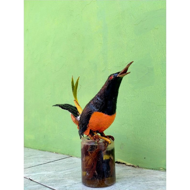 Jual Bonsai Kelapa Indonesia|Shopee Indonesia