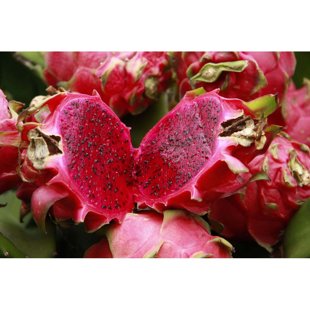 Buah Naga 1 kg Shopee Indonesia