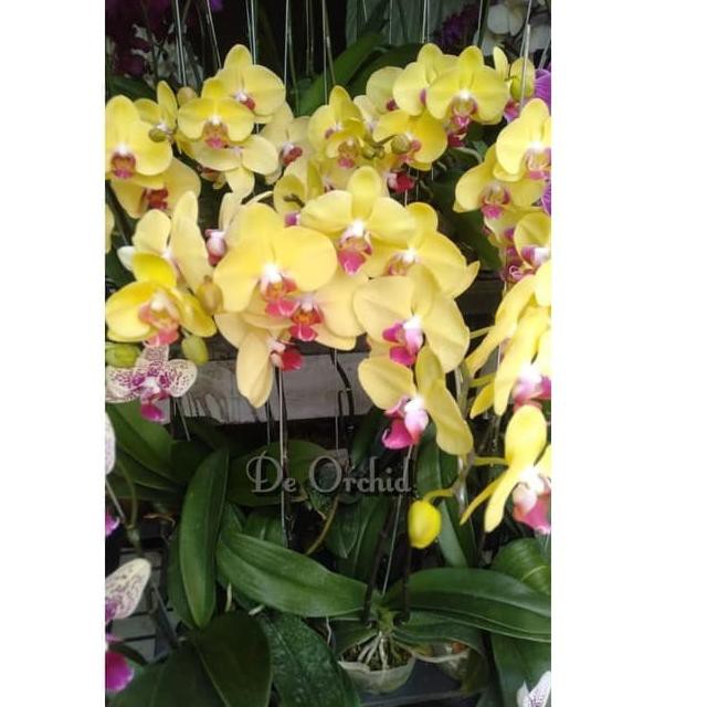 pj Anggrek bulan dewasa berbagai macam warna dan pilihan + Tanpa Pot  Terlaris' | Shopee Indonesia