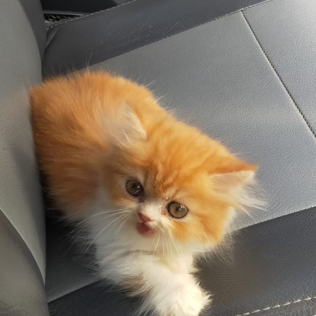 Jual Anak Kucing Kitten Persia Bulu Gimbul Long Hair Lucu Pesek Manja Indonesia|Shopee Indonesia