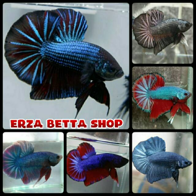 Ikan Cupang Hmpk BBL Series Line Avatar Gordon Shopee