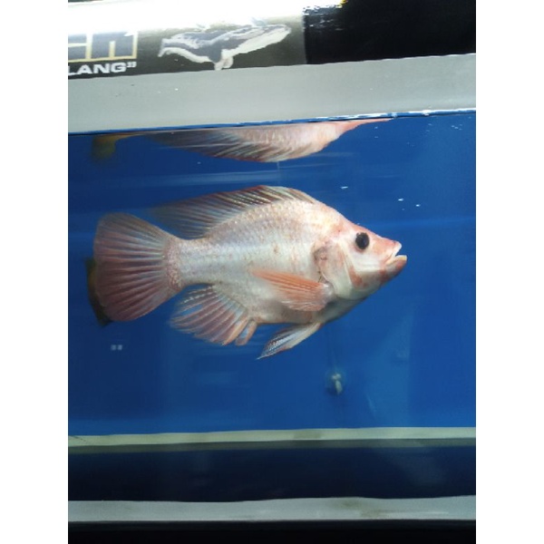 Harga Ikan Nila Bangkok Terbaru Oktober 2021 | BigGo Indonesia