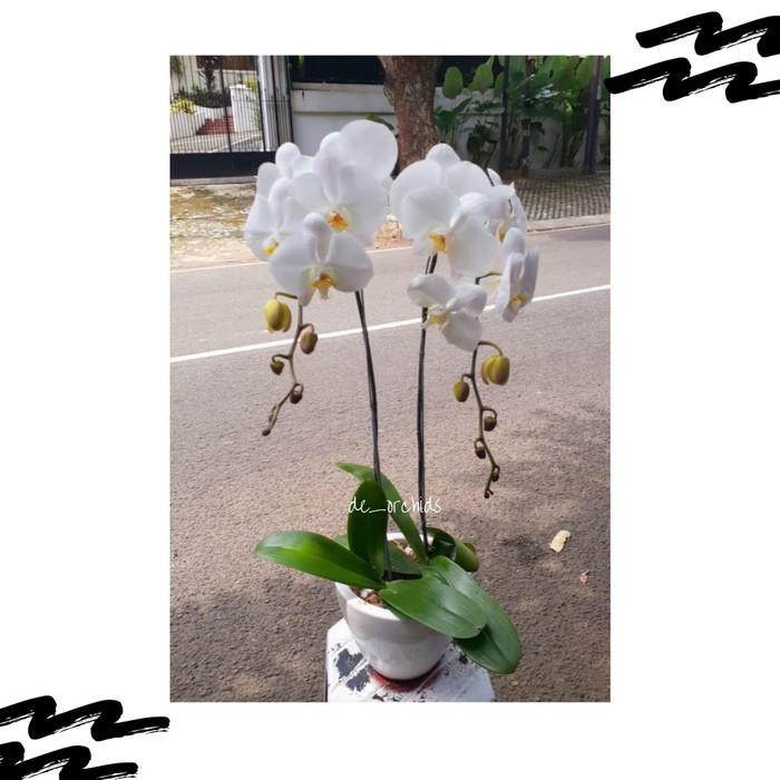 Anggrek bulan rangkaian 2 Pohon Warna Putih Polos Harga termasuk Pot  Kebutuhan/Perlengkapan | Shopee Indonesia