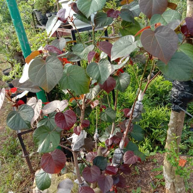 Jual Bibit Waru Merah Indonesia|Shopee Indonesia