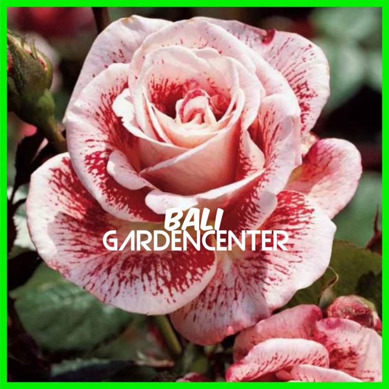 Jual Bibit Bunga Mawar Import BIBIT TAMAN