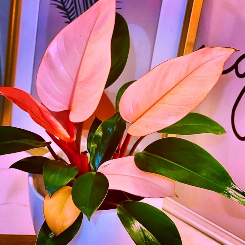 Jual Tanaman Hias Philo Pink / Philodendron Congo Pink princess