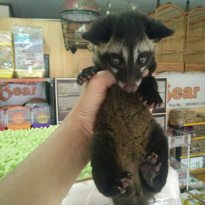 Musang Makan Apa soakploaty