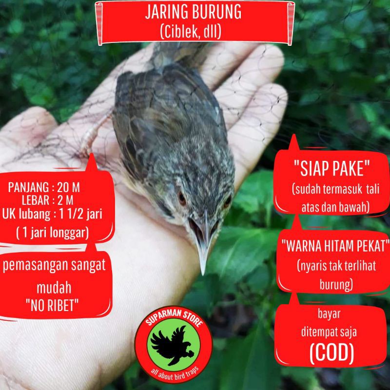 Jual Jaring Burung Ciblek Gunung Jaring Burung Ciblek Sawah Jaring Burung Ciblek Semi Jaring Kristal Indonesia|Shopee Indonesia 800_X_800_jpg