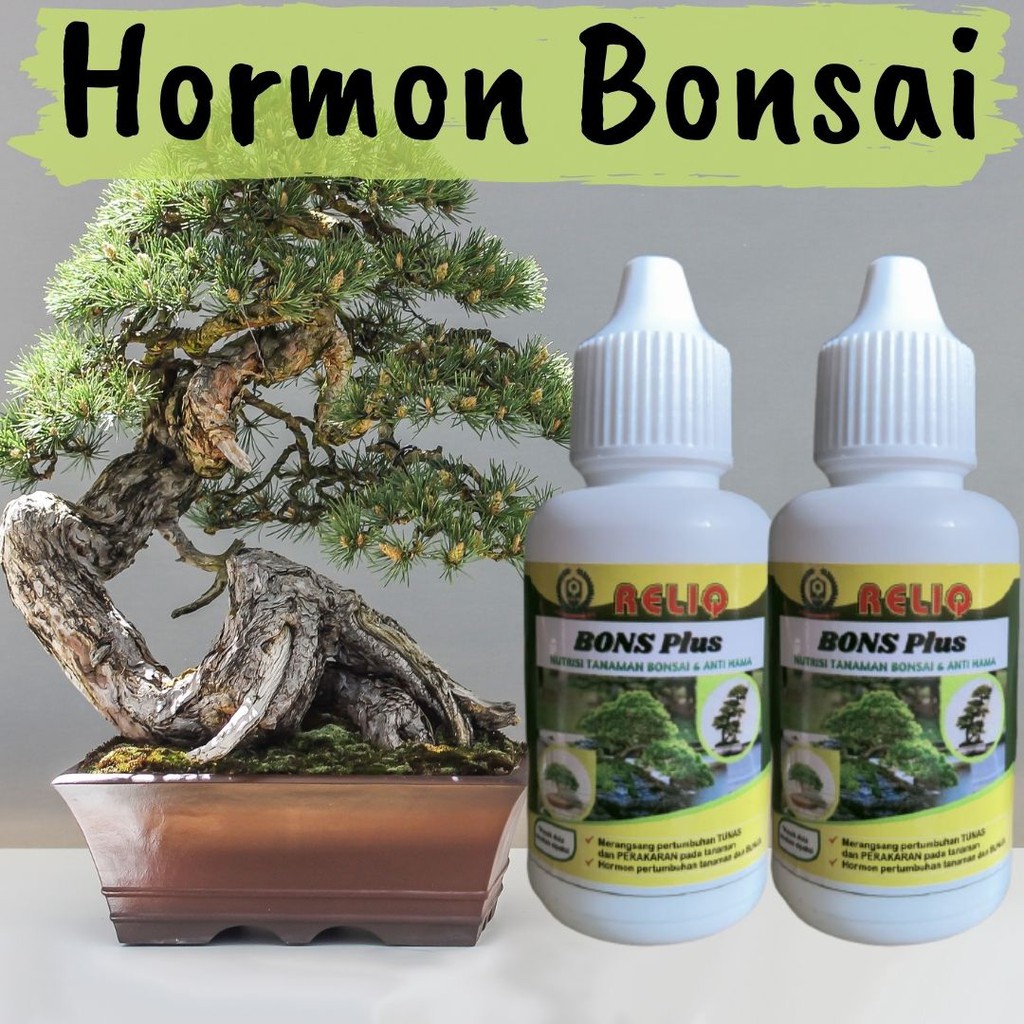 Jual Hormon Tanaman Bonsai, Pupuk Hormon Bonsai Kelapa, Pupuk Bonsai Kelapa  Media Air, Pupuk Bonsai Serut Indonesia|Shopee Indonesia