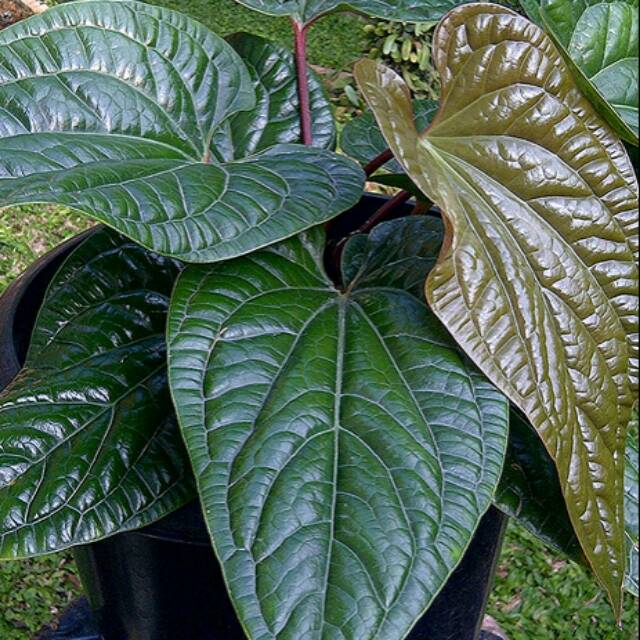 Bunga anthurium sirih Shopee Indonesia