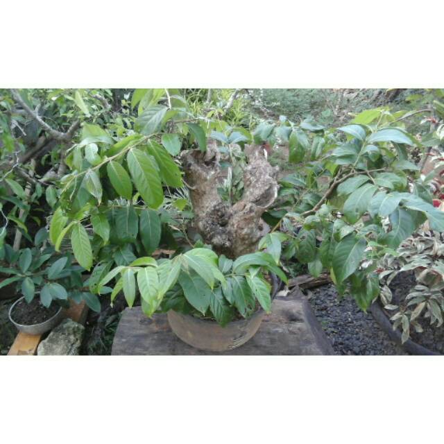 Jual Bibit Bonsai Bungur Sudah Jadi-Unggul Indonesia|Shopee Indonesia