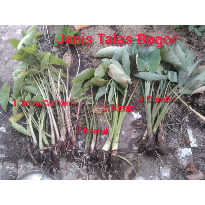 Jual Bibit Talas Bogor langka 5 jenis /paket Shopee Indonesia