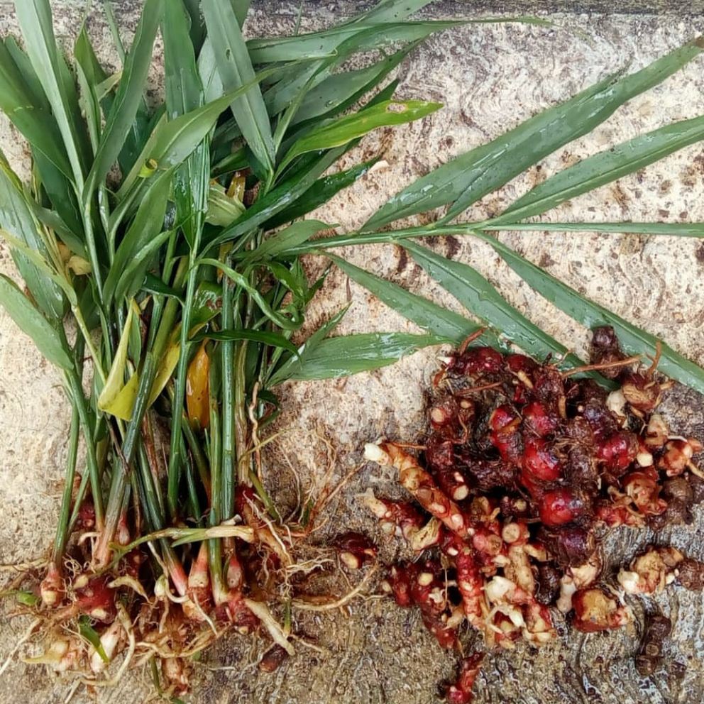 33+ Gambar Tanaman Obat Obatan yang Mantul! Informasi