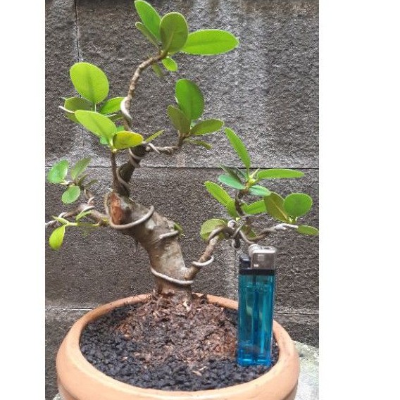 Jual Bonsai Mame Beringin Dollar Indonesia|Shopee Indonesia