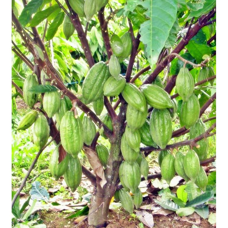 Jual Pusat Benih Tanaman. Benih Coklat / Kakao Seed Tanam Pohon Coklat Milikmu Sendiri Erni Wulansiska. | Shopee Indonesia