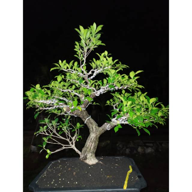 Jual Bonsai Jadi Ficus Beringin Kimeng Indonesia|Shopee Indonesia
