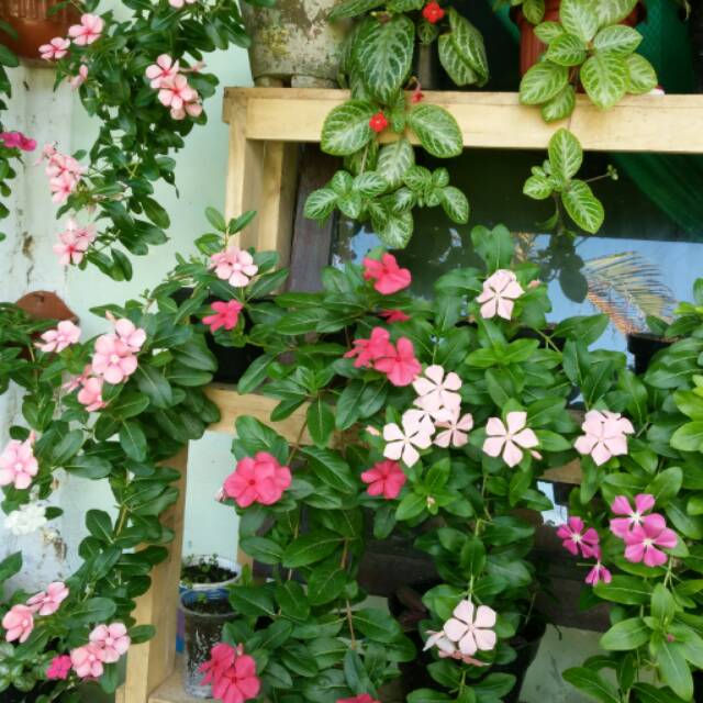 biji fresh seed Bunga vinca / ayu ting ting / periwinkle / tapak dara