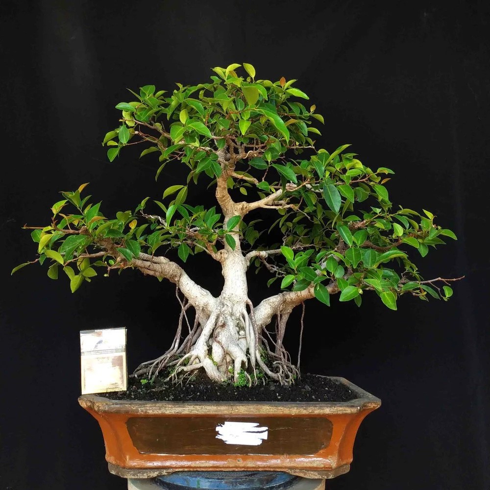 Jual Bonsai T500 Pohon Beringin Iprik Ficus Retusa Formal Tanaman Hias Unik  Indonesia|Shopee Indonesia