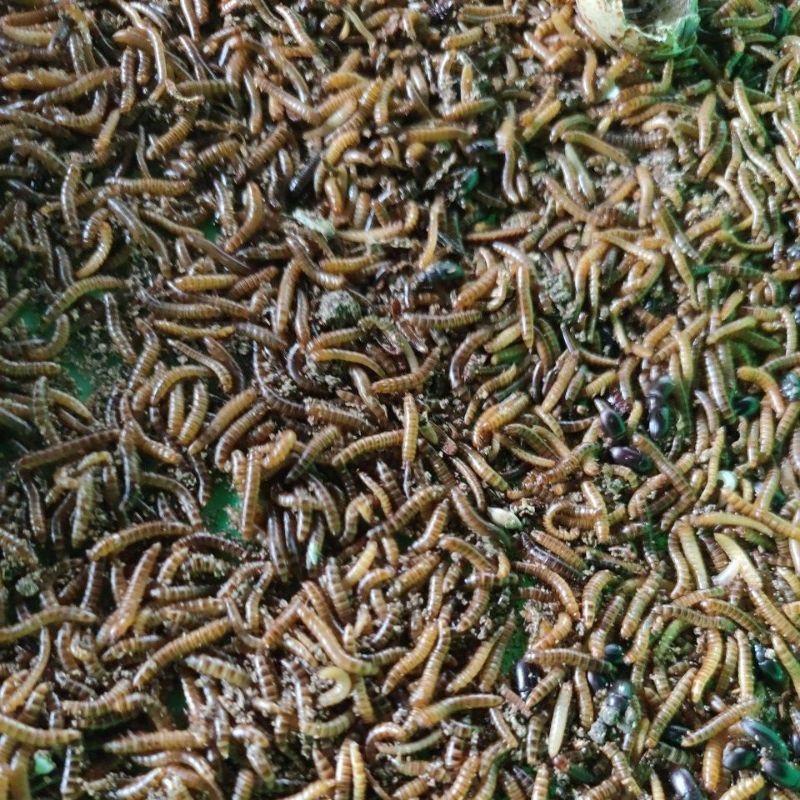 Jual Ulat Kandang Hidup / Ulat Balap Hidup 100 Gram/250 Gram/500Gram | Shopee Indonesia