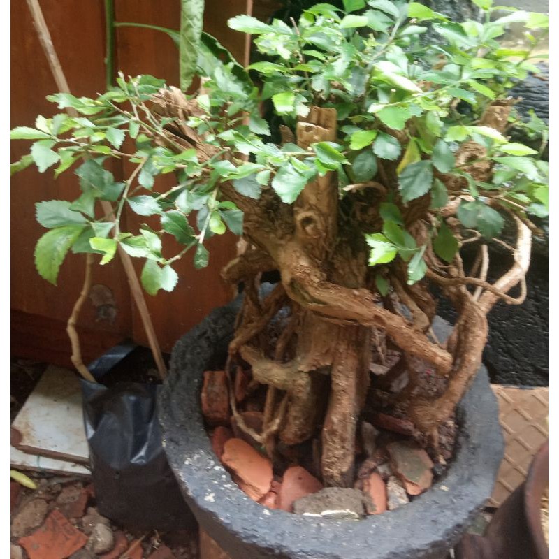 Jual Bonsai Achalipha Siamensis/Bonsai Teh Tehan Indonesia|Shopee Indonesia