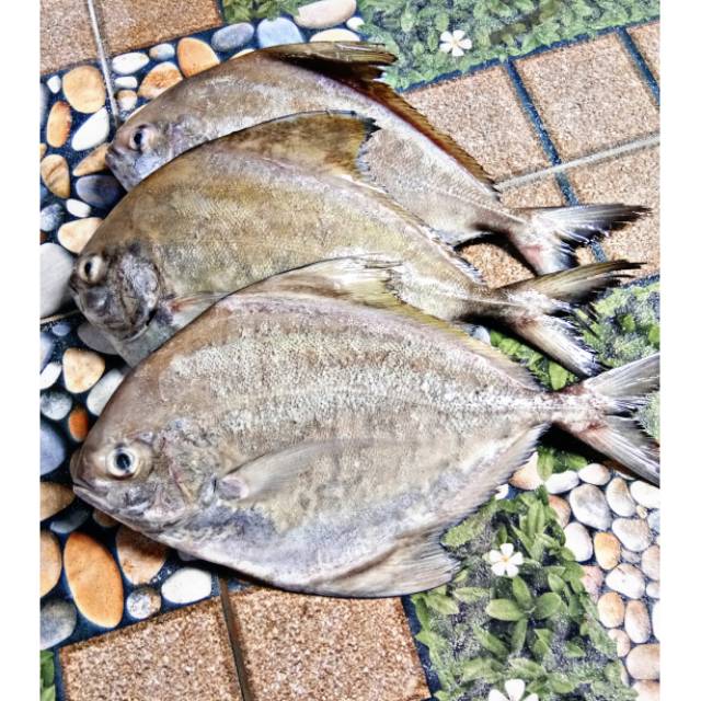 Ikan Bawal In English Ikan Bawal Air Tawar Steemit Ikan ini berasal