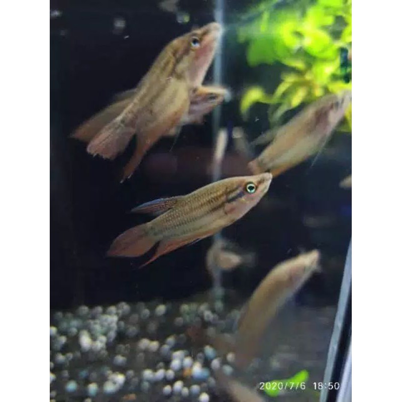 Ikan Cupang sawah Hiass Shopee Indonesia