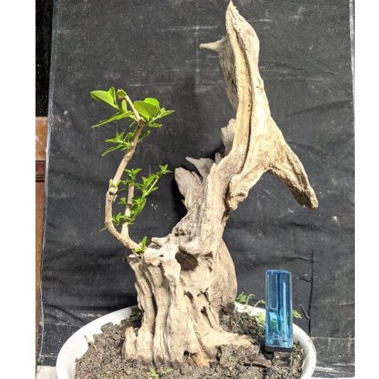 Jual Bahan Bonsai Sancang Premna Tanuki Style Cakep Realpic  Indonesia|Shopee Indonesia