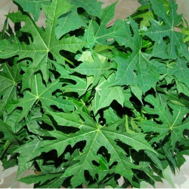 Cara Menggambar Daun Pepaya GambarYuk