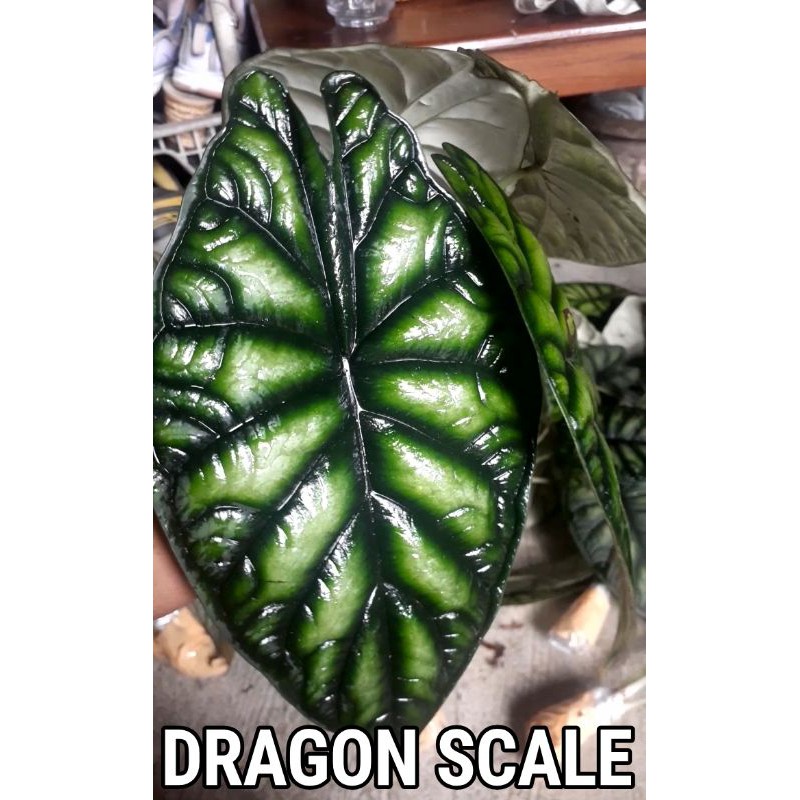Tanaman Keladi hias Tengkorak DEWASA Alocasia Alokasia DRAGON SCALE