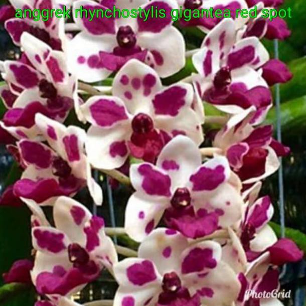 Anggrek Bulan Gigantea Tips dan Trik Pertanian