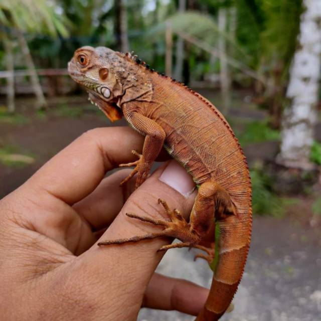 Jual Baby Super Red Iguana | Shopee Indonesia