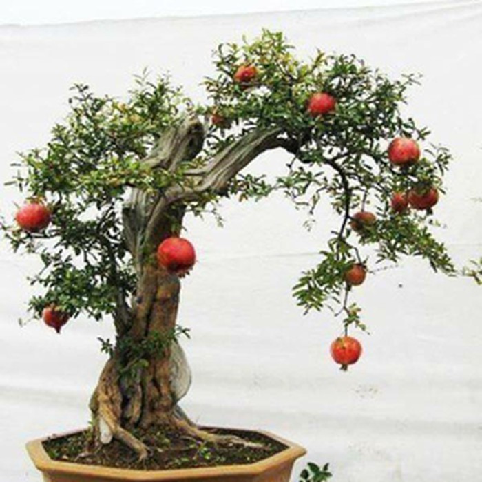 Jual 10Biji Benih Bonsai Delima Punica Granatum Indonesia|Shopee Indonesia
