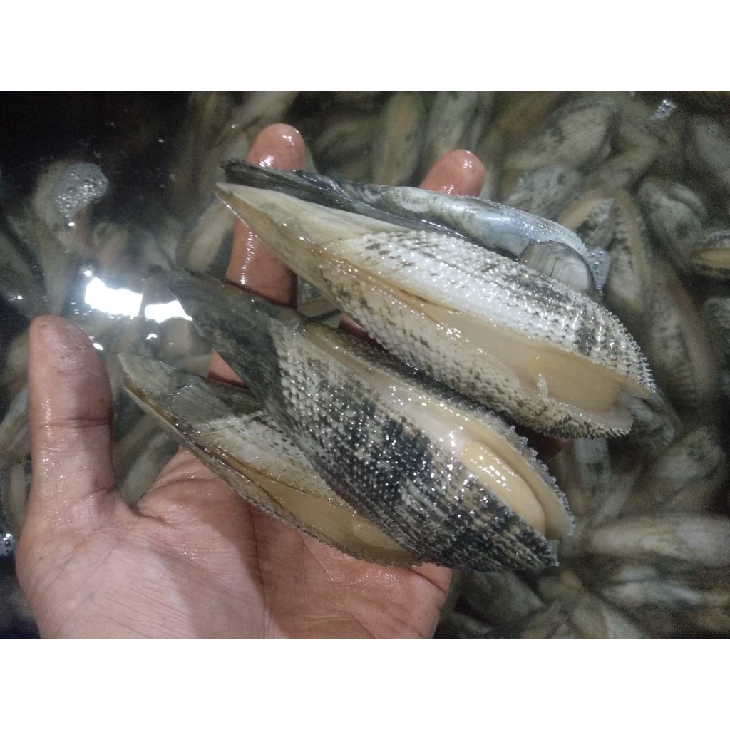 Jual Kerang Salju Hidup Kerang Salju Segar 1Kg Seafood Hasil Laut Segar