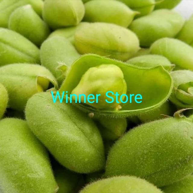 Jual 1 biji benih garbanzo beans bean nut nuts kacang arab chickpea