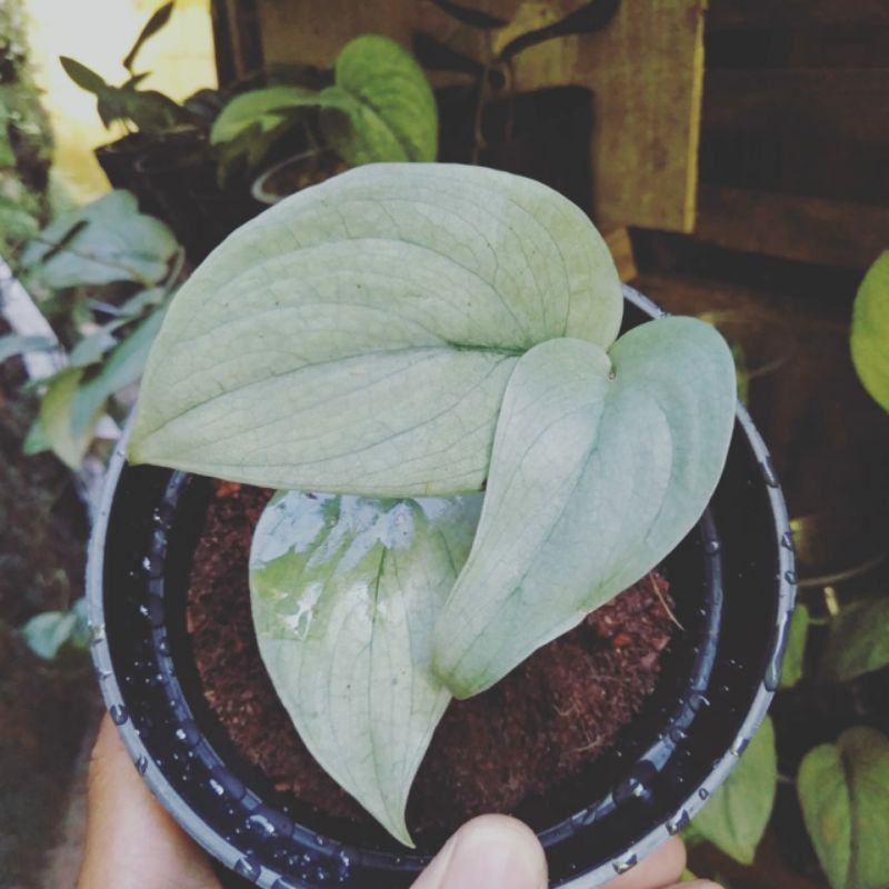 scindapsus silver platinum Shopee Indonesia