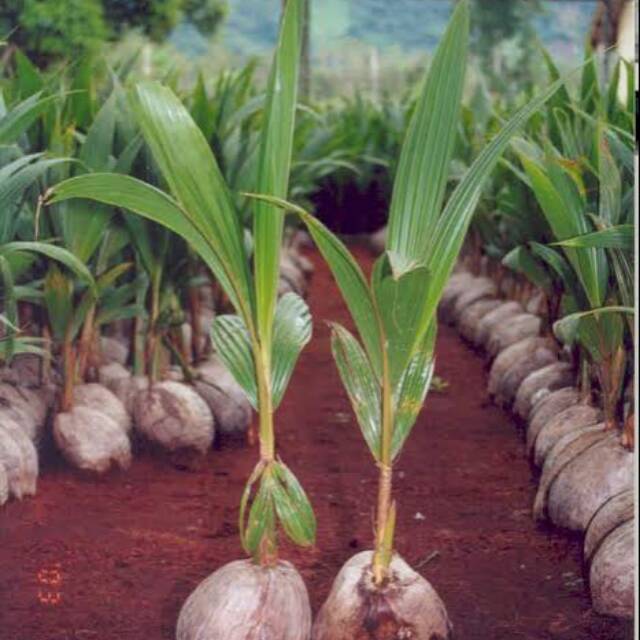 Gambar Tunas Kelapa Asli materisekolah.github.io