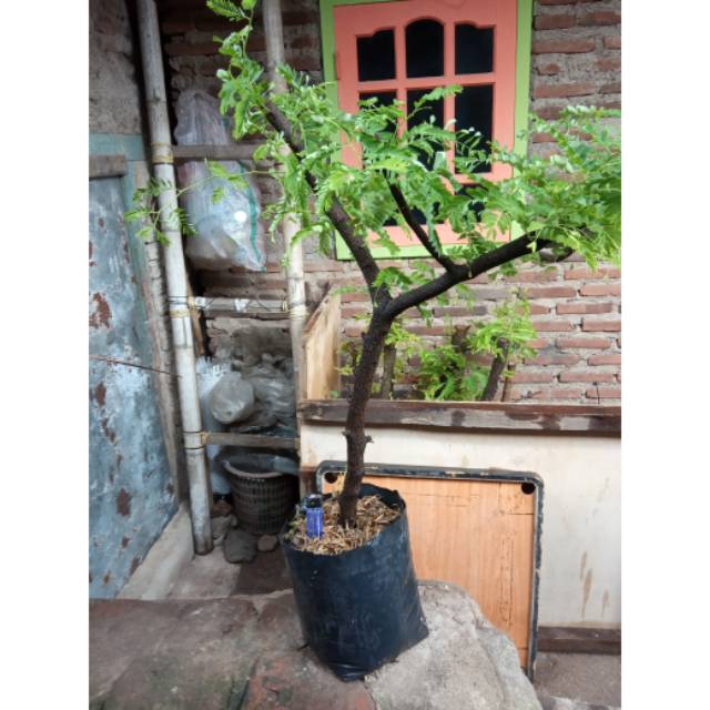 Jual Bahan Bonsai Asem Jawa Super Berkarakter (Hasil Cangkok)  Indonesia|Shopee Indonesia