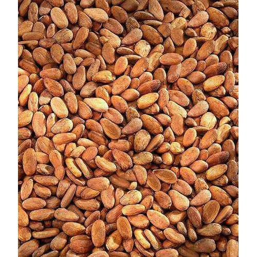 Jual Biji Benih Kopi Coklat /Kakao Gading /10 Biji | Shopee Indonesia