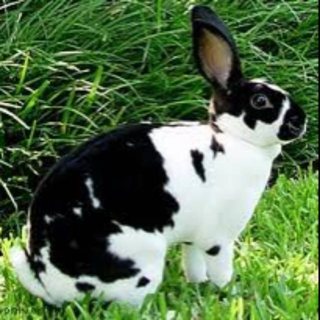 Kelinci REX CARPET Shopee Indonesia