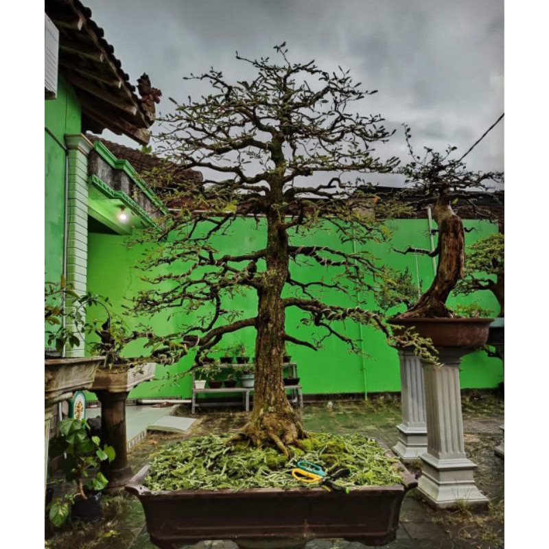 Jual Bonsai Asem Asam Gaya Natural Real Alami Indonesia|Shopee Indonesia