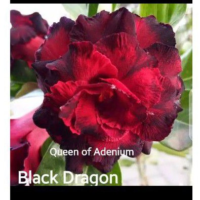 Jual Tanaman hias bunga adenium tumpuk kemboja jepang id Indonesia|Shopee  Indonesia