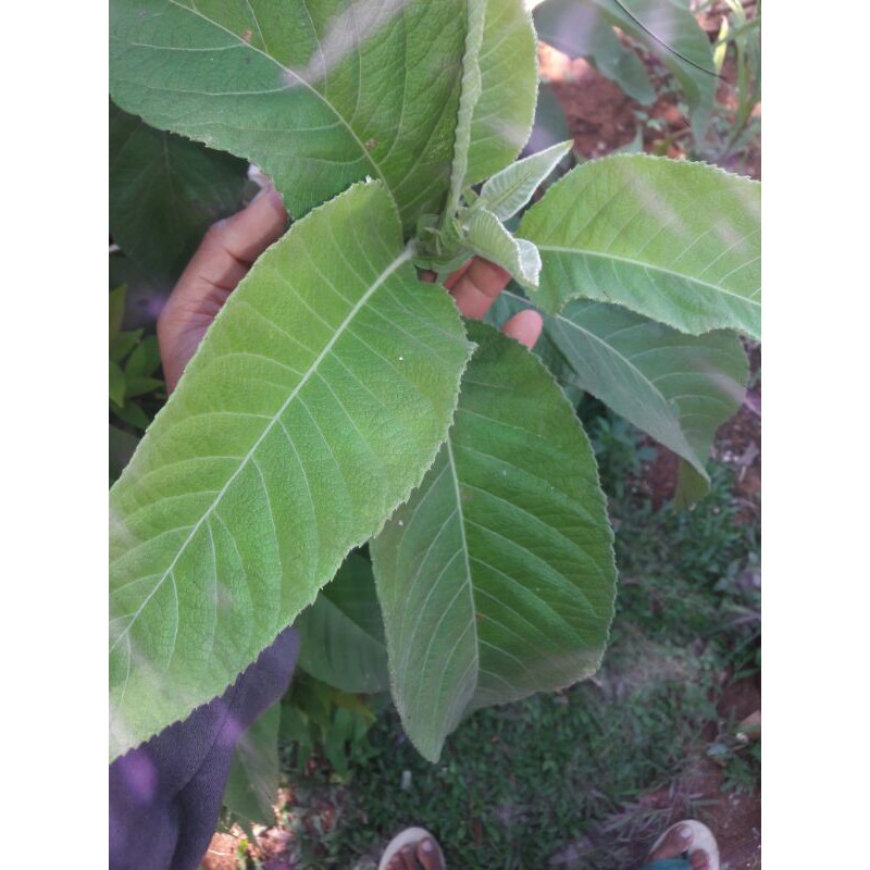 daun sembung obat herbal daun berbulu air daun sembung tanaman obat batng  pohon daun sembung | Shopee Indonesia