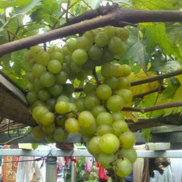 Pupuk Anggur Biar Cepat Berbuah Redaksi7