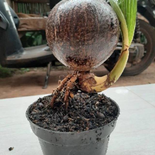 Jual Bahan Bonsai Batok Kelapa Minion Batok Nungging. Indonesia|Shopee  Indonesia
