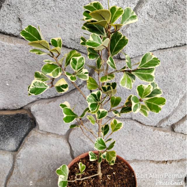 Jual Tanaman Hias / Bahan Bonsai Beringin Kupu Kupu Indonesia|Shopee  Indonesia