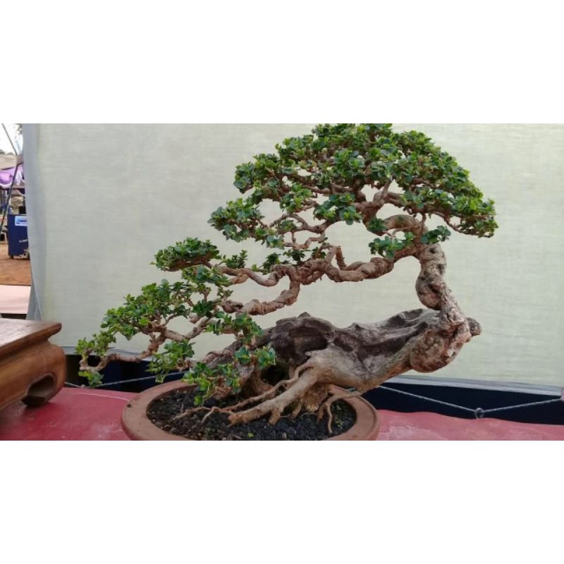 Jual Bibit Bonsai Waru Lokal Pucuk Merah Terbaik//Bahan Bonsai Prospek  Indonesia|Shopee Indonesia