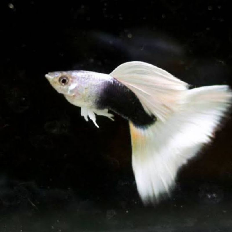 Ikan Guppy HB White Sepasang Ikan Hias Aquascape Aquarium Shopee